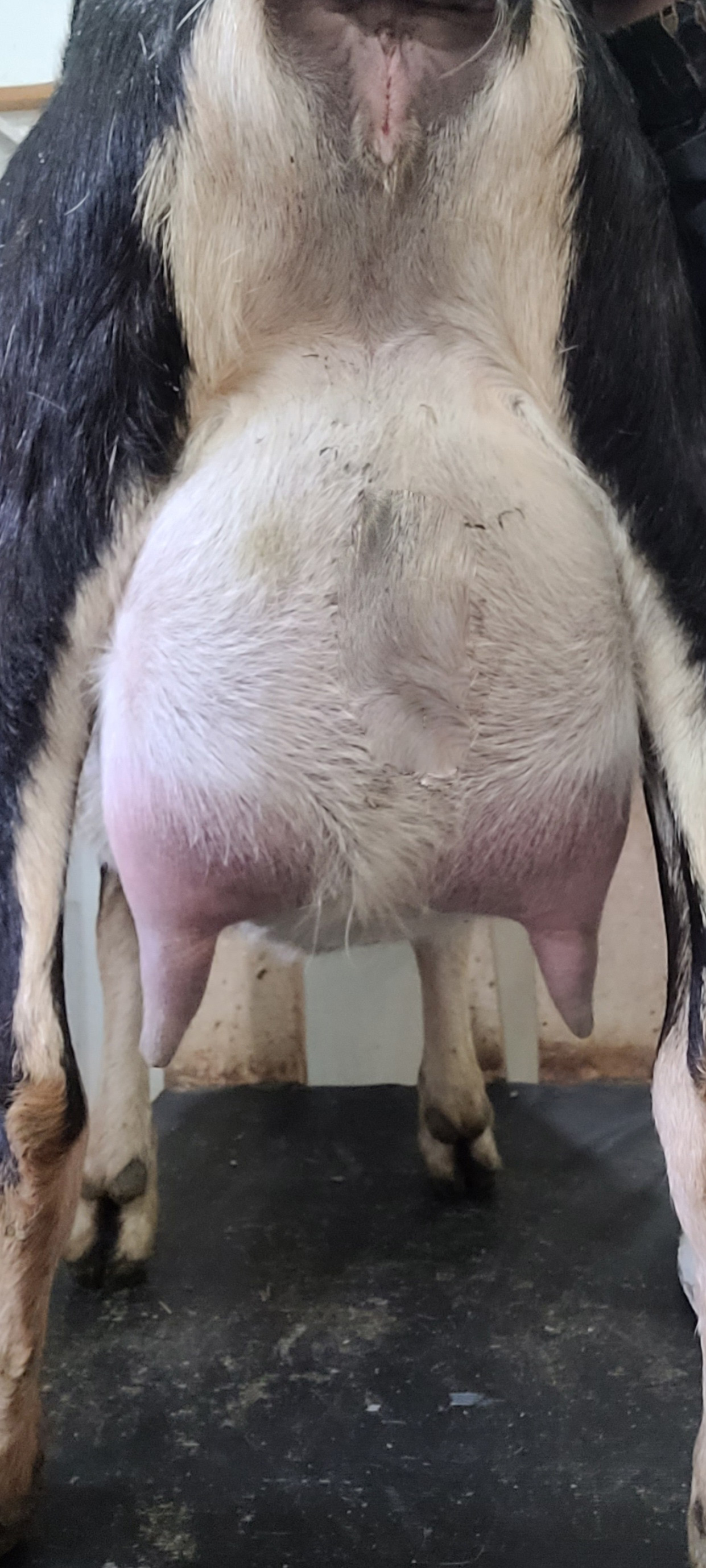 ivy rear