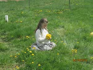 Kezi dandelions