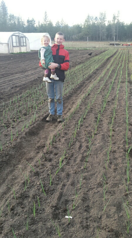 onion plants