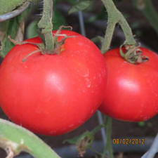 producebasket