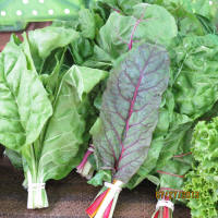 Swiss Chard