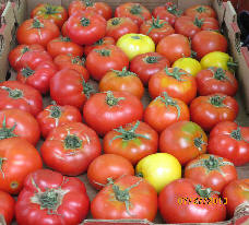 tomatoes